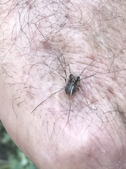 Protolophus singularis