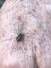 Protolophus singularis