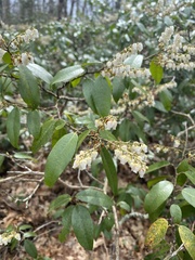 Pieris floribunda