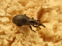Synapion ebeninum