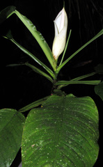 Philodendron obliquifolium