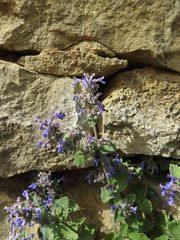 Nepeta racemosa