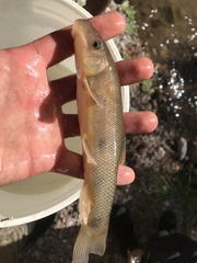 Catostomus insignis