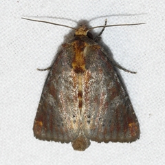 Achatodes zeae