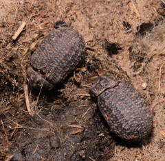 Trox sabulosus