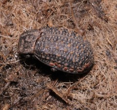 Trox sabulosus