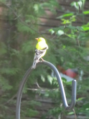 Spinus tristis