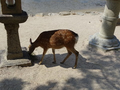 Cervus nippon