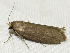 Achroia grisella
