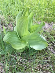 Veratrum californicum