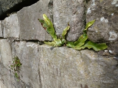 Asplenium scolopendrium
