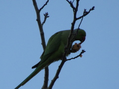 Psittacula krameri