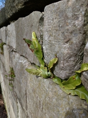 Asplenium scolopendrium