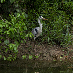 Ardea cinerea