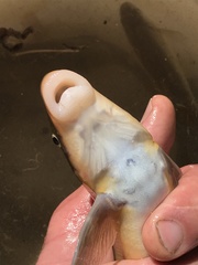 Catostomus insignis