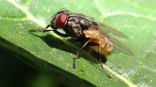 Common House Fly (diptera (flies) Of The Chagos Archipelago) · Inaturalist