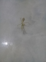 Stagmatoptera femoralis