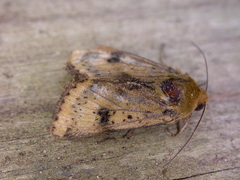 Heliothis acesias