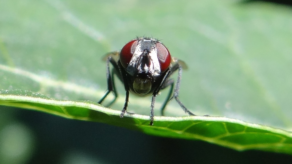 Common House Fly (Diptera (flies) of the Chagos Archipelago) · iNaturalist