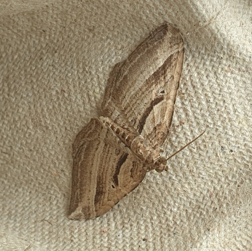 Costaconvexa polygrammata