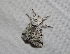 Pseudorethona albicans