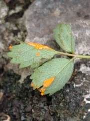Phragmidium sanguisorbae