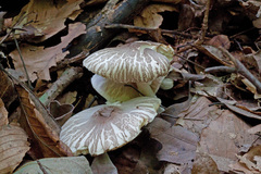 Leucoagaricus carneifolius