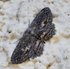Aethaloida packardaria