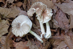 Leucoagaricus carneifolius