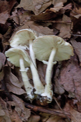 Leucoagaricus carneifolius