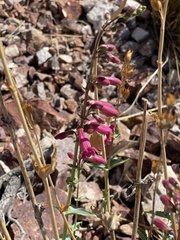 Penstemon bicolor