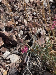 Penstemon bicolor