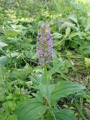 Galearis camtschatica