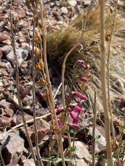 Penstemon bicolor