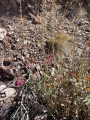 Penstemon bicolor