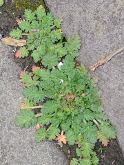 Erodium maritimum