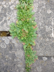 Erodium maritimum