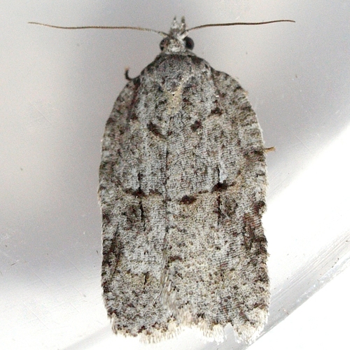 Black-lined Acleris photo 4