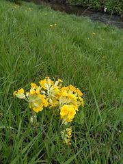 Primula × polyantha