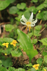 Erythronium montanum