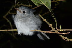 Trochocercus cyanomelas