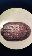 Polyphaga
