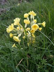 Primula × polyantha