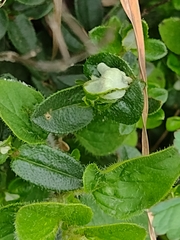 Dasineura helianthemi