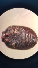 Polyphaga