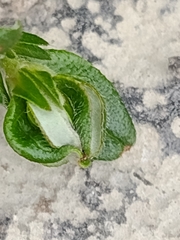 Dasineura helianthemi