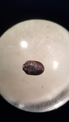 Polyphaga