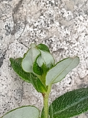 Dasineura helianthemi