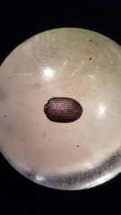 Polyphaga