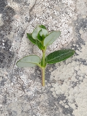 Dasineura helianthemi